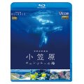 世界自然遺産 小笠原 ~ボニンブルーの海~【BD】 