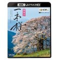 日本の一本桜 【4K・HDR】【UBD】 