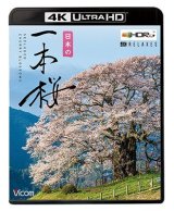 画像: 日本の一本桜 【4K・HDR】【UBD】 