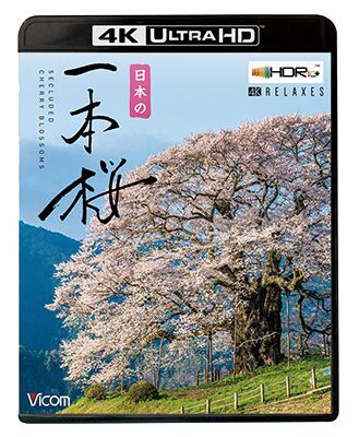 画像1: 日本の一本桜 【4K・HDR】【UBD】  (1)